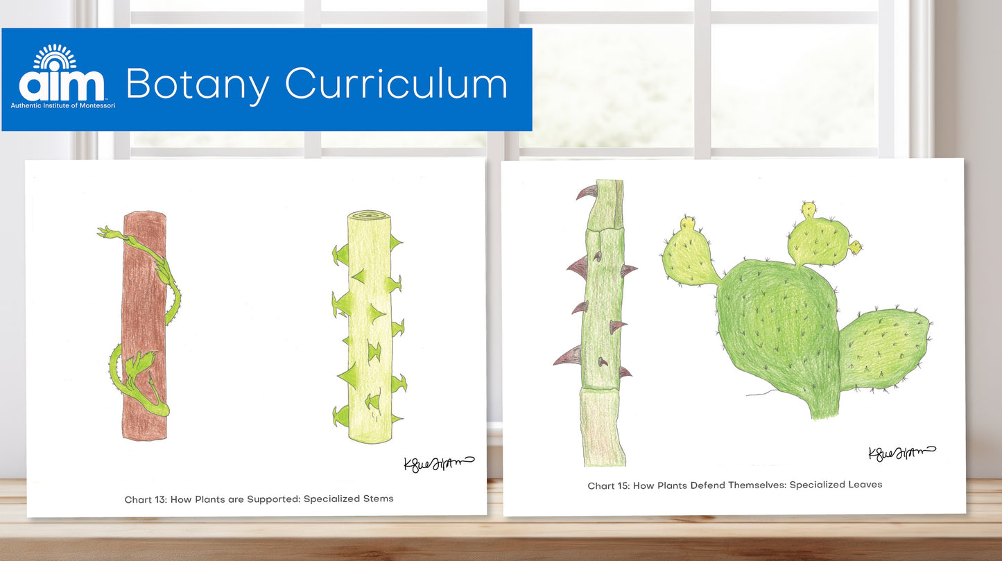 Montessori Botany Charts + Lessons